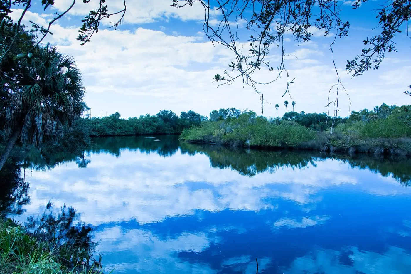 Still water and palms along the Braden River near Lakewood Ranch