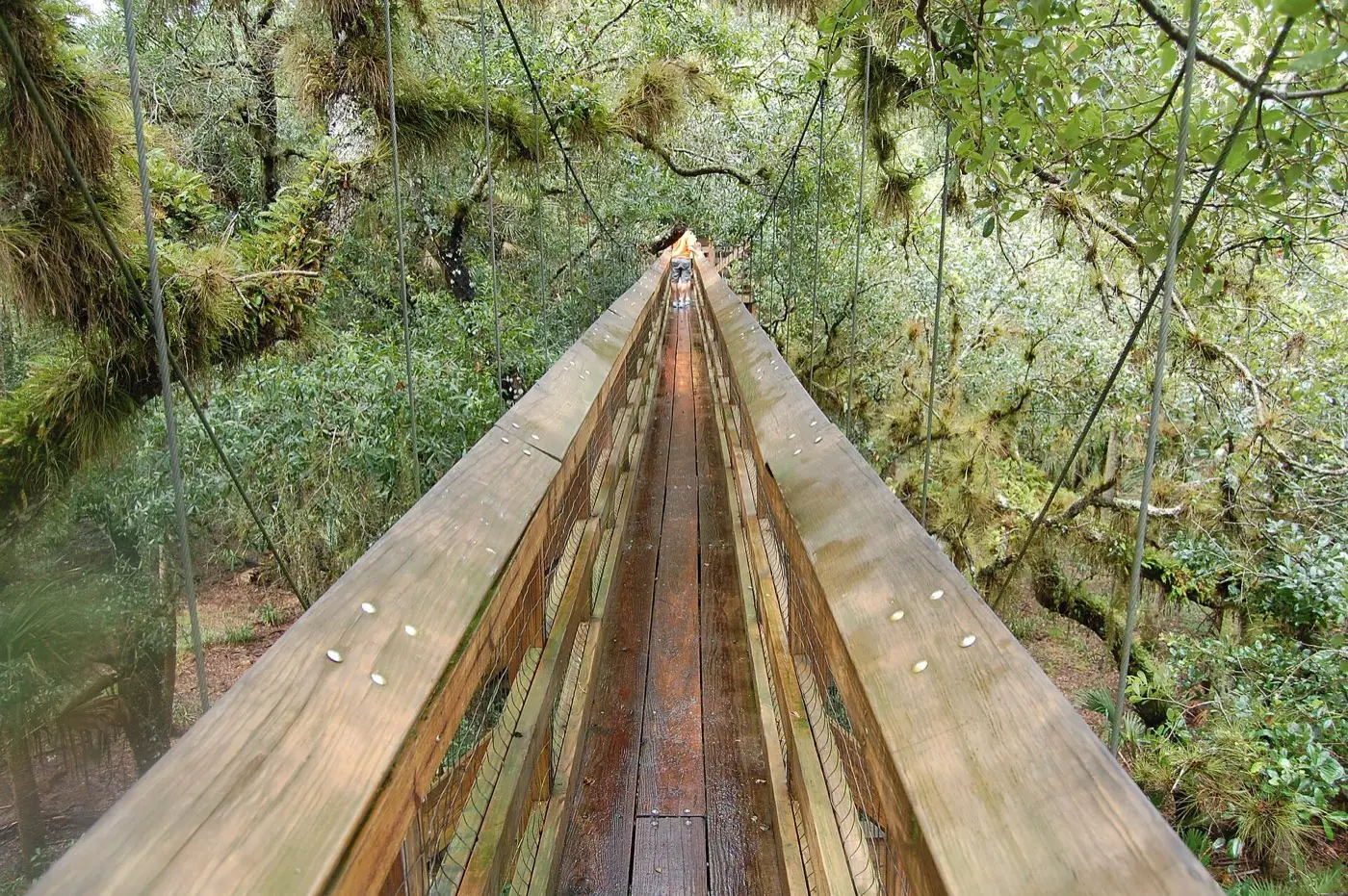 The suspended canopy walkway through the treetops at Myakka River State Park